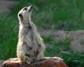 Look Up Meercat