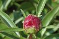 Almost Peony