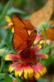 Orange Butterfly 1