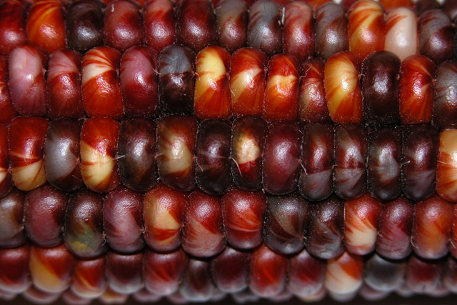 Red Corn