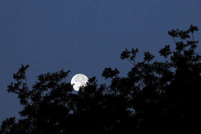 Morning Moon