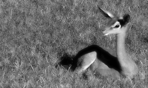 Little Guy filtered.jpg