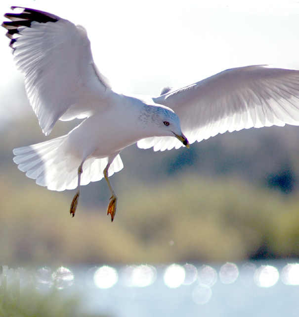 Landing