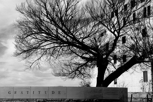 The Survivor Tree