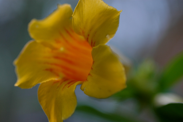 Soft Yellow