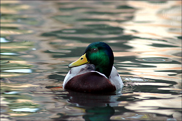 One Eyed Mallard