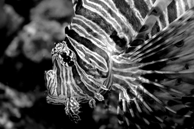 Uncropped Natural Camoflauge