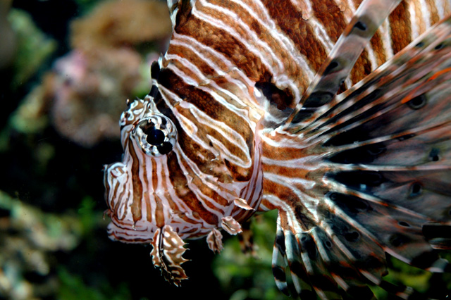 Lion Fish (Color)