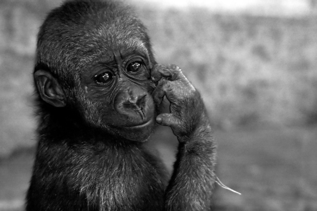 Contemplation