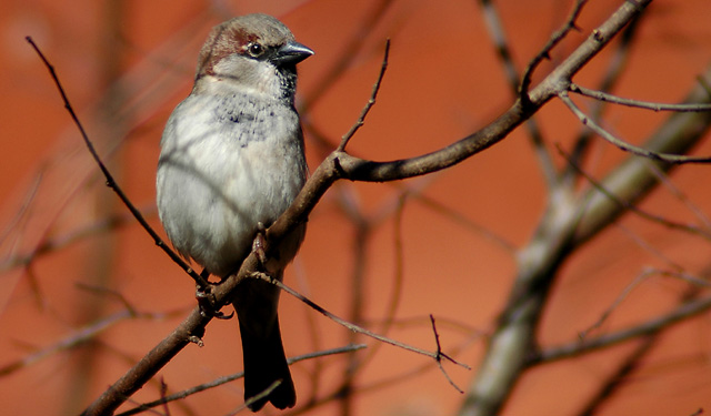 Orange Birdy