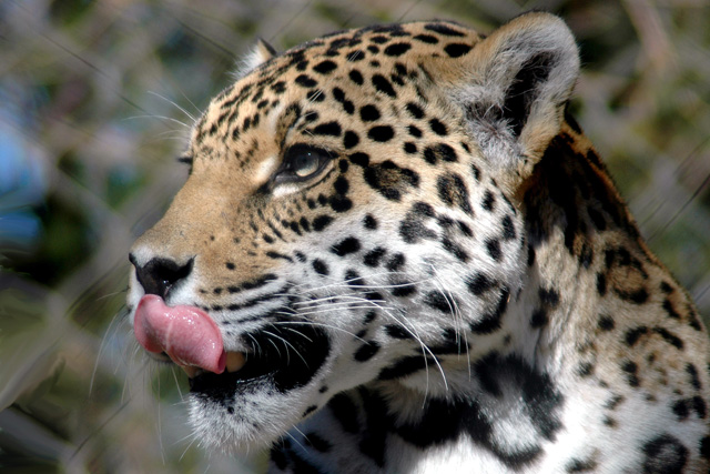 Jaguar Profile