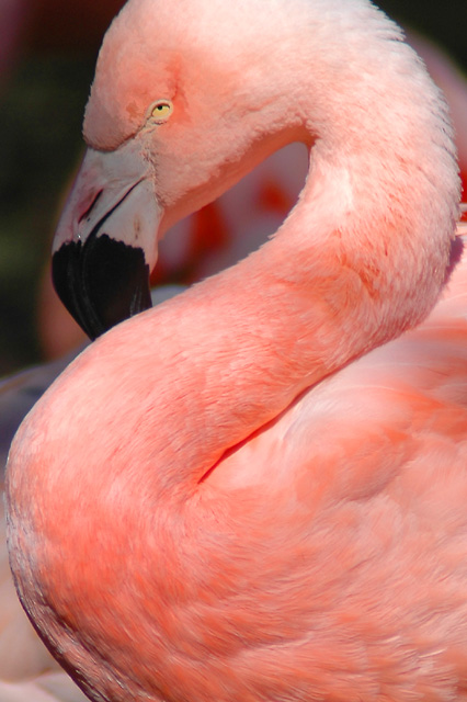 FlamingoSSmall.jpg