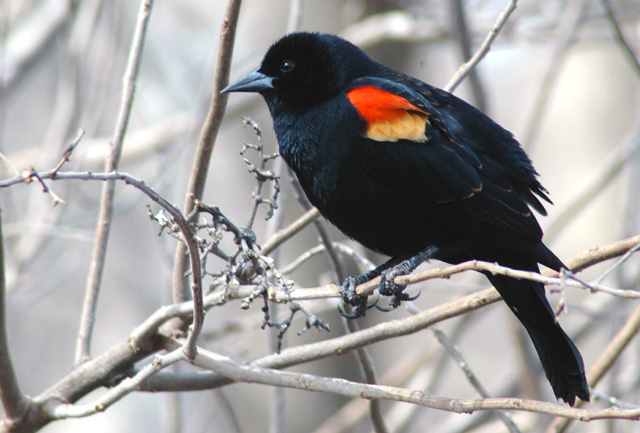 Red Winged Black Bird