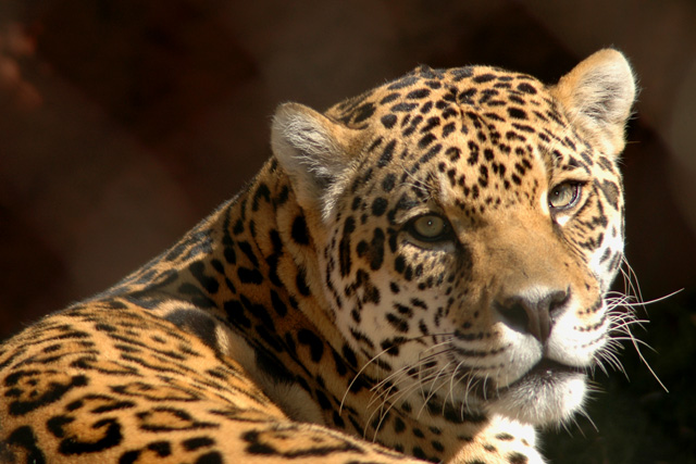 Jaguar