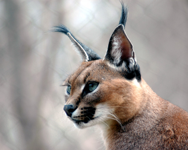 Lynx