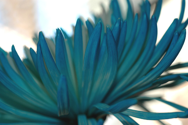 Blue Petals