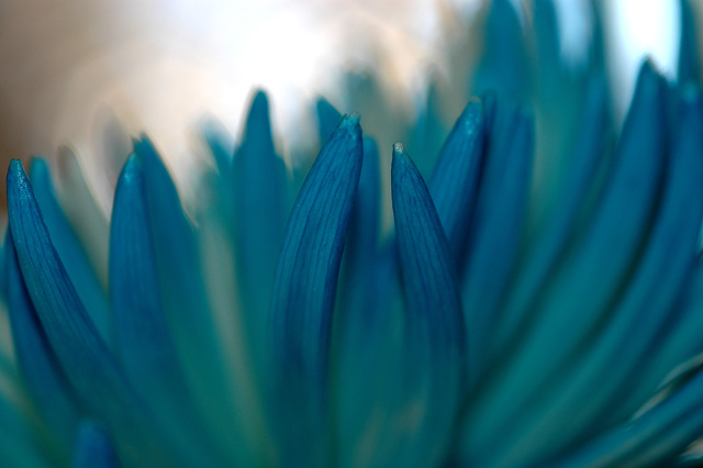 Blue Petals 2