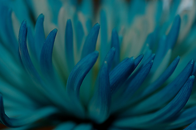 Blue Tips