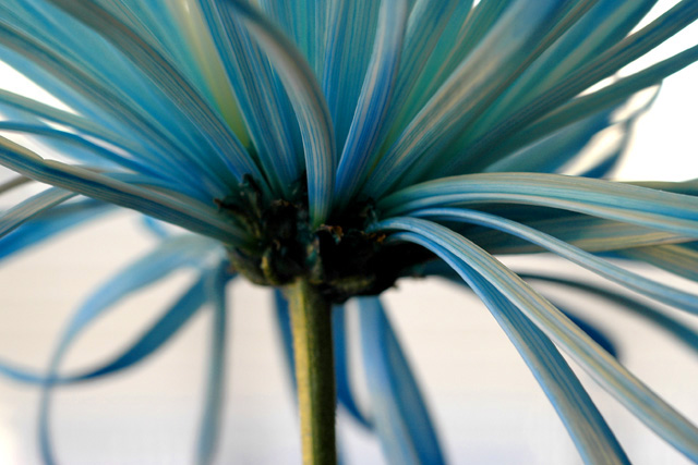 Petal Base