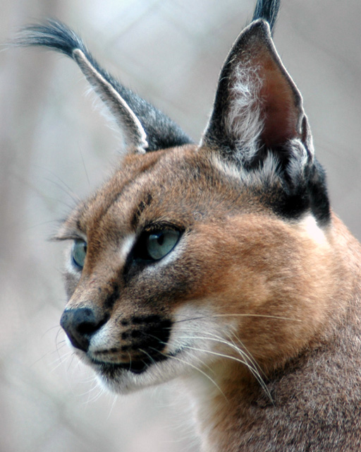 Lynx Close Up