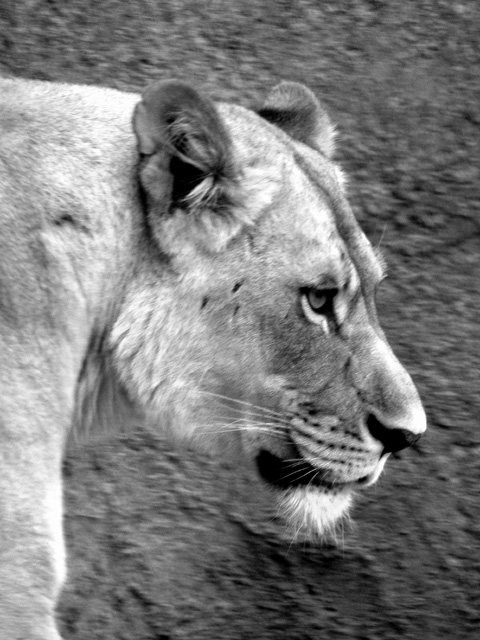 Lioness Profile