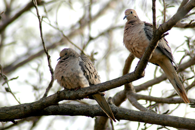 Dove Pair