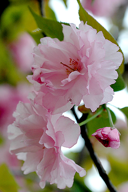 Pink Blossom
