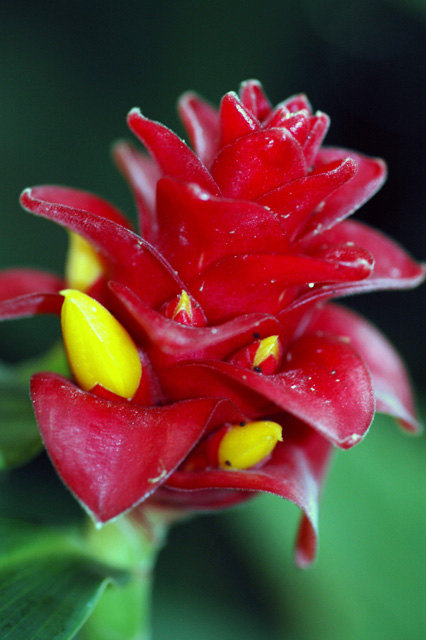 Red Blossom