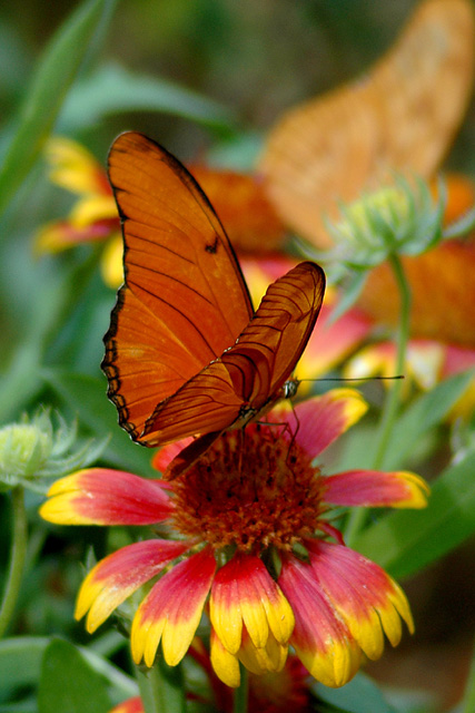 Orange Butterfly 1