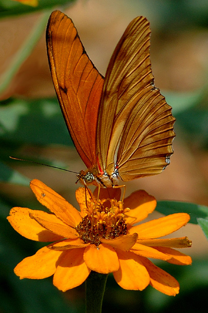 Orange Butterfly 2