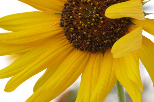 Serenity Sunflower