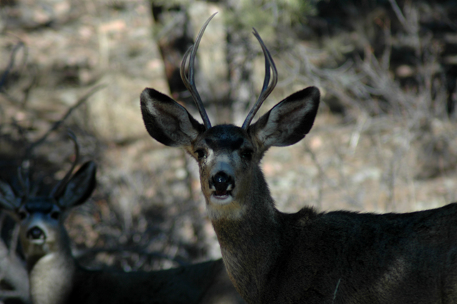 More Deer