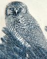 owl_scrimshaw_b