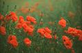 Poppies