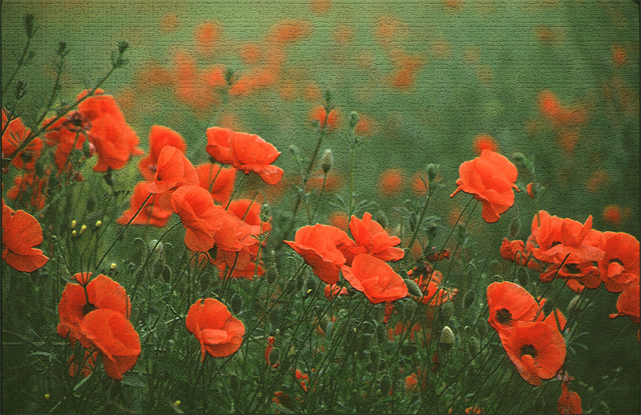 Poppies
