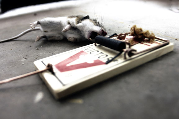 mouse.jpg