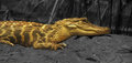 Golden Reptile