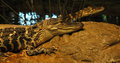 Reptilian Rivalry