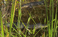 Blue Eyed Gator