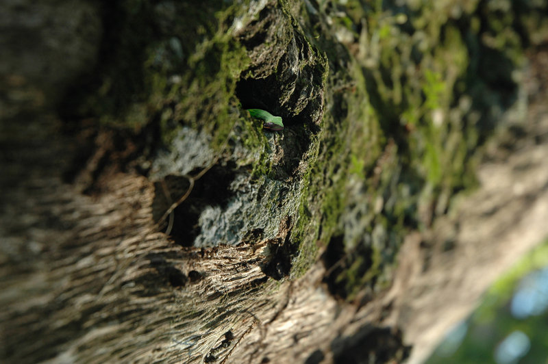 Tree Frog