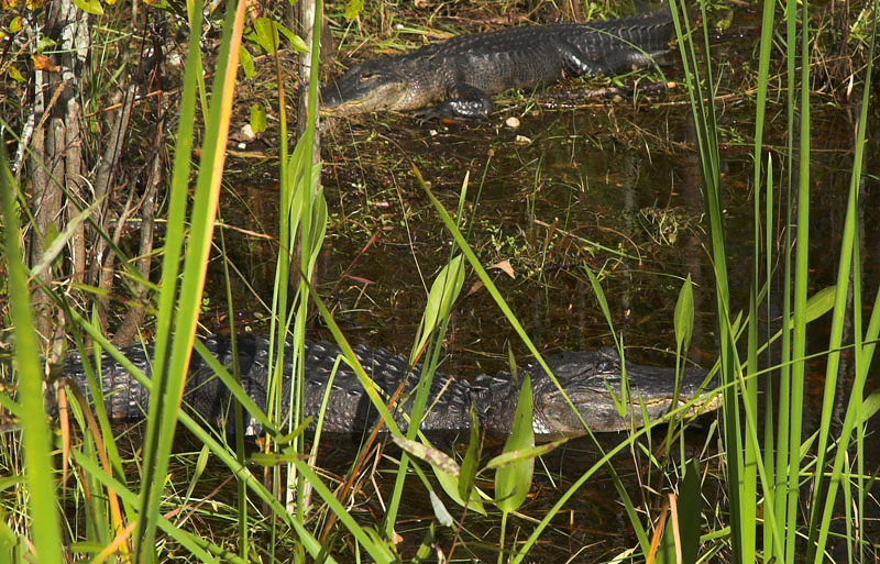Blue Eyed Gator