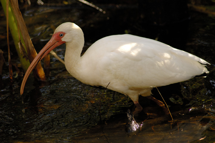 bird01.jpg