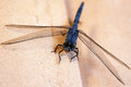 Blue Dragonfly Close up
