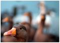 Greylag Goose (#0794)