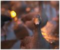 Out of Focus, In Bokeh (#0800)