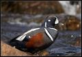 Harlequin Duck (#2802)