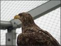 White-tailed Eagle (#3478)