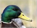 Smiling Mallard