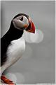 Puffin with bokeh