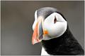 Puffin